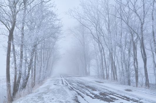 tree rows and countryside road in frost and dense fog