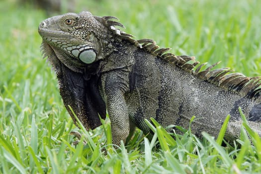 Green Iguana, typical animal of Aruba, ABC Islands        