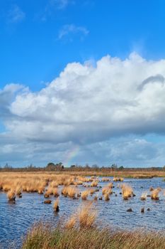 rainbow and blue sky over swamp, Dwingelderveld, Drenthe, Netherlands