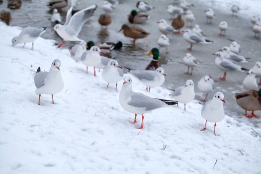 many seagulls on snow by frozen lake in winter
