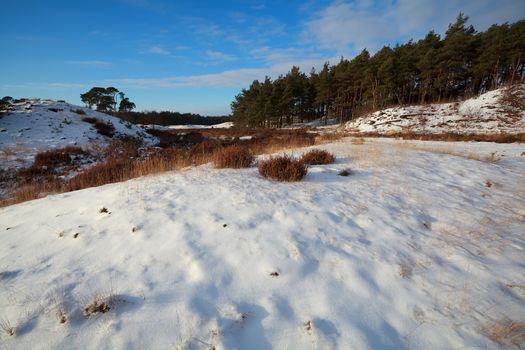 dunes and meadow in snow by coniferous forest, Gelderland, Netherlands