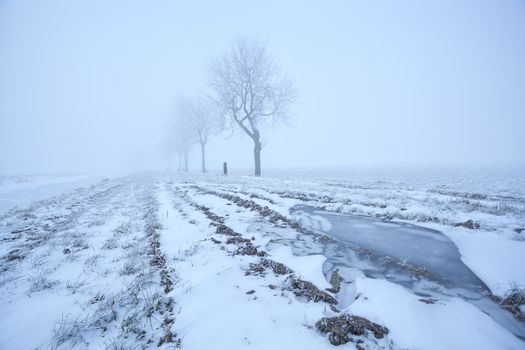 misty frosty morning view on Dutch farmland
