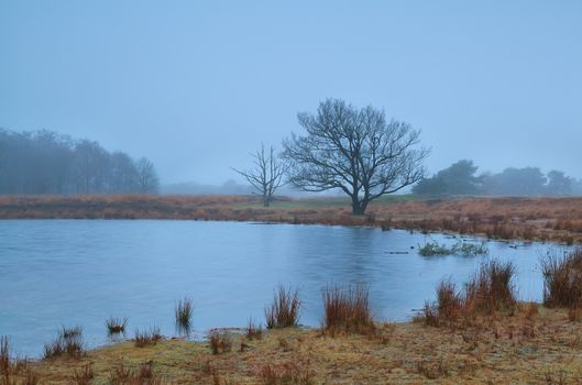 tree by little lake in misty autumn morning, Friesland, Netherlands