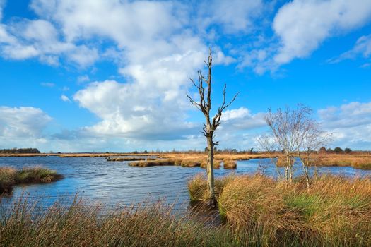 dead tree on bog over blue sky, Dwingelderveld, Drenthe, Netherlands