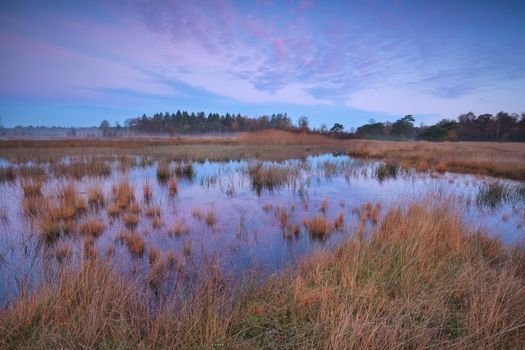 beautiful sunrise over swamp in forest, Drenthe, Netherlands