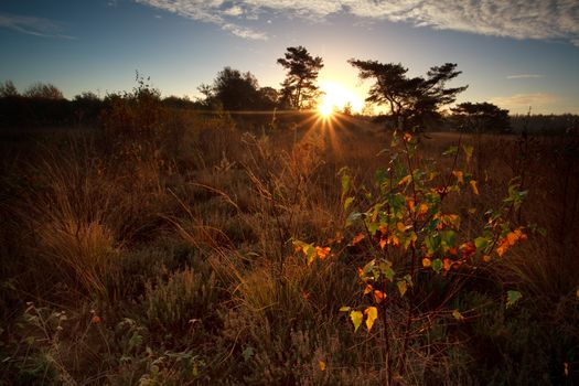 sunbeams over marsh at autumn sunrise, Mandefijld, Friesland, Netherlands