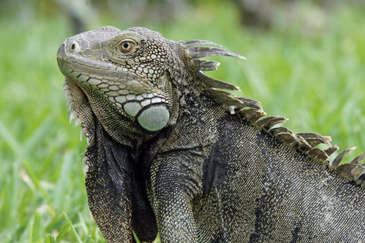 Green Iguana, typical animal of Aruba, ABC Islands