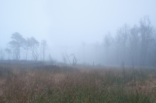 forest on swamp in dense fog, Drenthe, Netherlands
