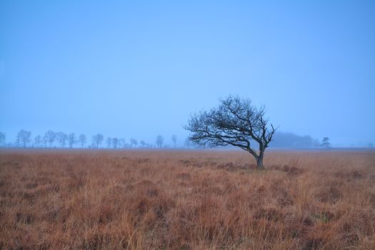 alone tree on misty marsh in dusk, Mandefijld, Friesland, Netherlands