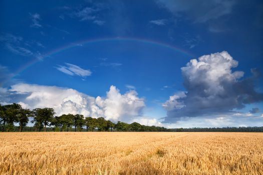rainbow over wheat field during summer day