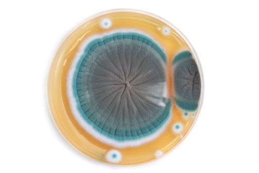 fungi colony on agar plate in laboratory over white background