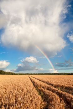 rainbow on blue sky over barley field in summer, Holland