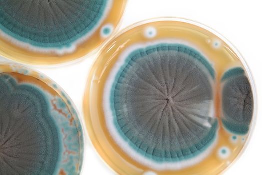 Penicillium fungi on agar plate over white background