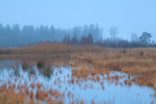 misty overcast weather on swamp, Mandefijld, Friesland, Netherlands