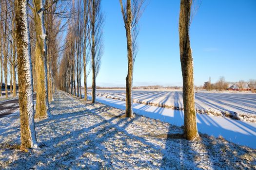 shadow of tree rows on snow, Holland