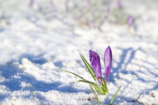 purple crocus flowers on snow durinf sunny spring day