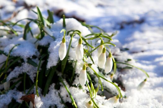 snowdrop flowers on snow during sunny spring day