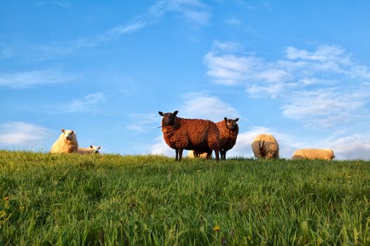 white and brown sheep on pasture over blue sky, Holland