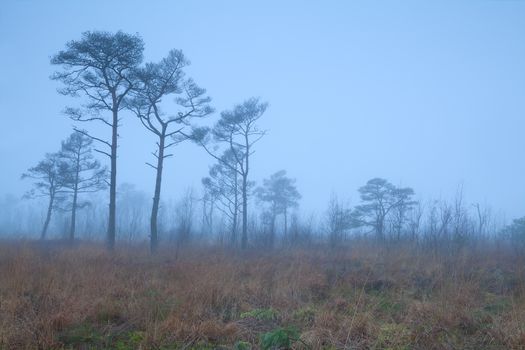 pine trees on marsh in fog, Appelbergen, Drenthe, Netherlands