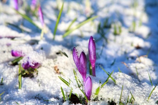 crocus flowers in snow during sunny day