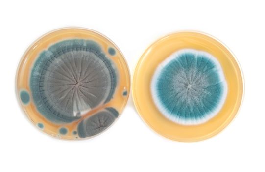 Penicillium fungi on agar plate in laboratory
