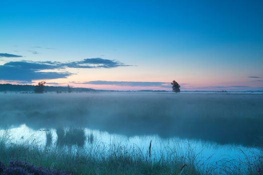 summer misty morning on bog, Fochteloerveen, Drenthe, Netherlands