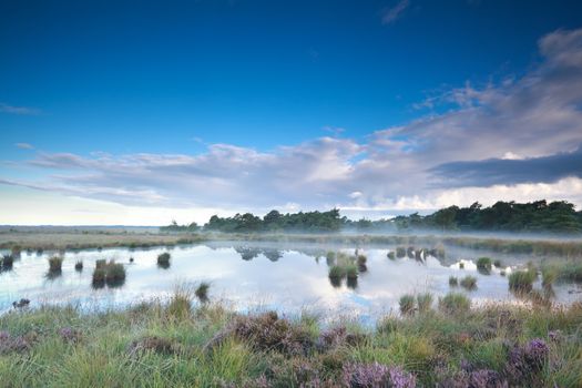 misty summer morning over swamp and heather, Drenthe, Netherlands