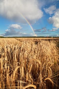 rainbow on blue sky over wheat field, Holland