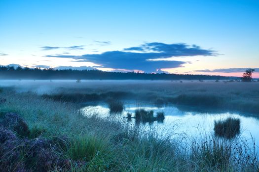 misty morning over swamp, Drenthe, Netherlands