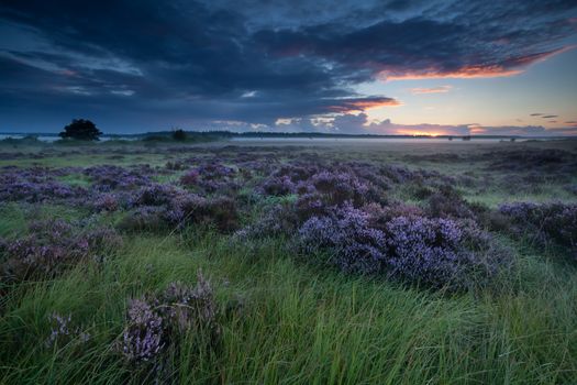 beautiful flowering heather on marsh at sunrise, Fochteloerveen, Drenthe, Friesland, Netherlands