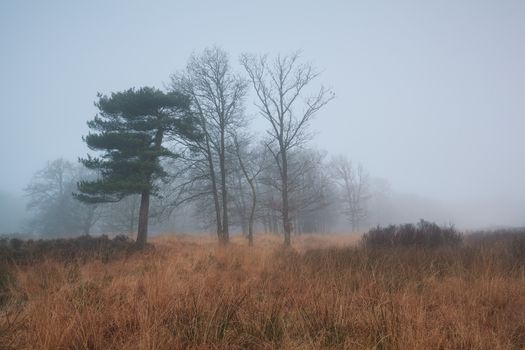 trees during late autumn in dense fog