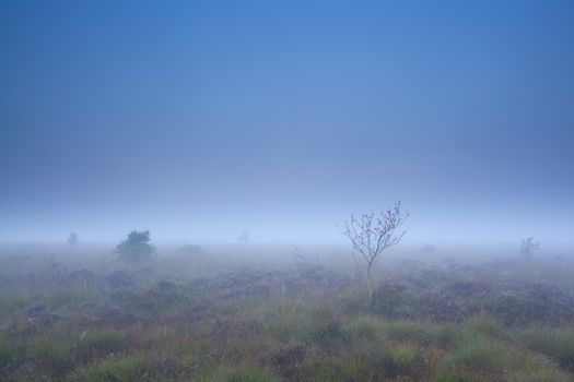 rowan tree and heather on marsh in dense fog