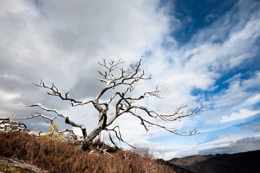 A dead tree ten years after fire