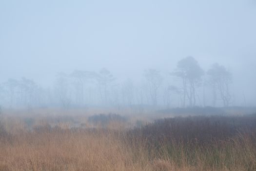 tree silhouettes in dense autumn fog, Appelbergen, Drenthe, Netherlands