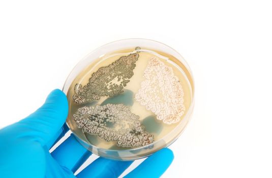 fungi Penicillium on agar plate in laboratory over white background