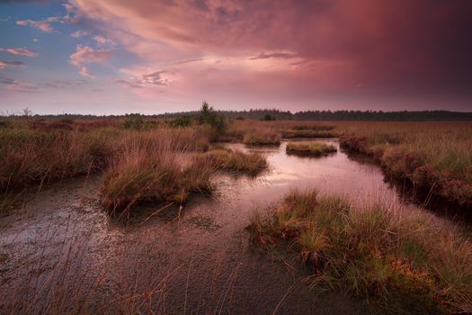 dramatic sunset over swamp, Fochteloerveen, Drenthe, Netherlands