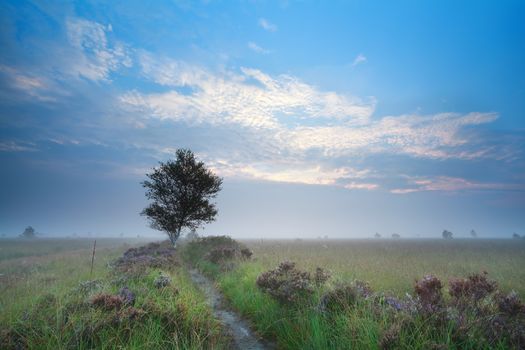 misty summer sunrise over heatherland, Drenthe, Netherlands