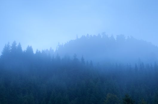 coniferous forest in dense fog, Bavarian Alps, Germany