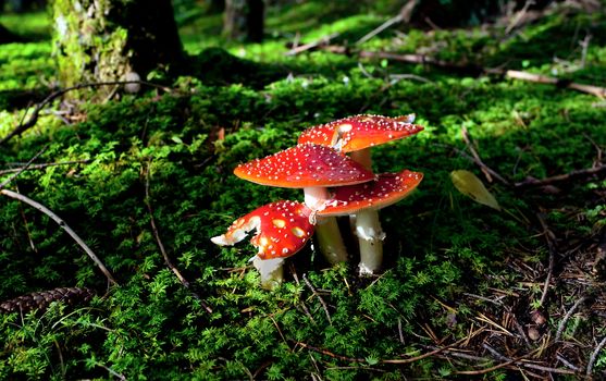 red fly agaric mushrooms in forest on green moss
