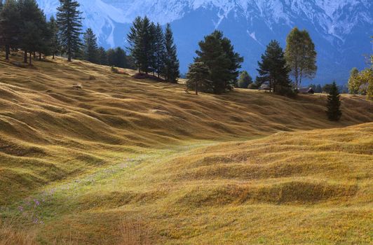 alpine meadows in Bavaria, Germany