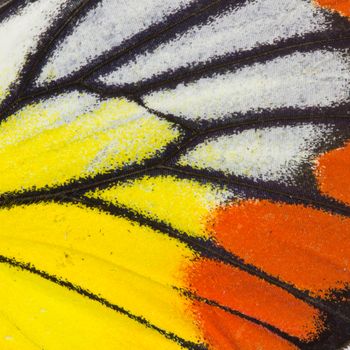 Butterfly wing texture, close up of detail of butterfly wing for background 