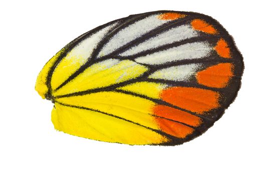 Butterfly wing clipping path