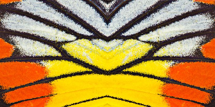 Butterfly wing texture, close up of detail of butterfly wing for background 