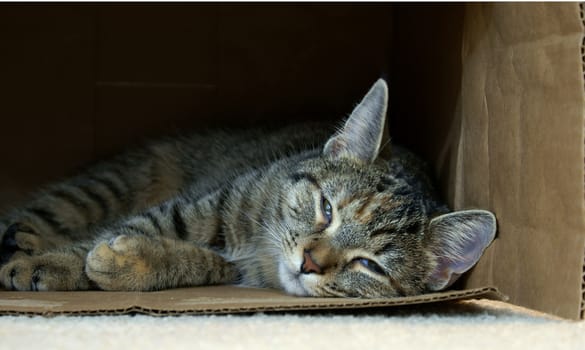 A  tired kitty takes a nap inside a cardboard box