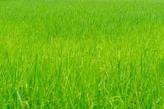 The green rice growing in cornfield, thailand