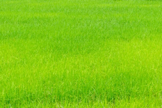 The green rice growing in cornfield, thailand