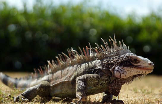 Close up of a native iguana on a Caribbean island