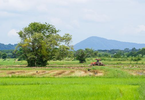 Farm worker preparing the ground for 
the growth of rice with tractor, Thailand