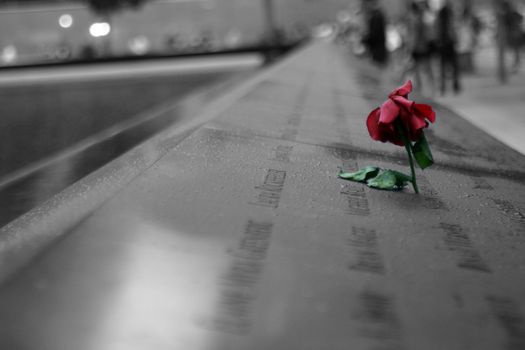 A rose sticking out of a name on a memorial
