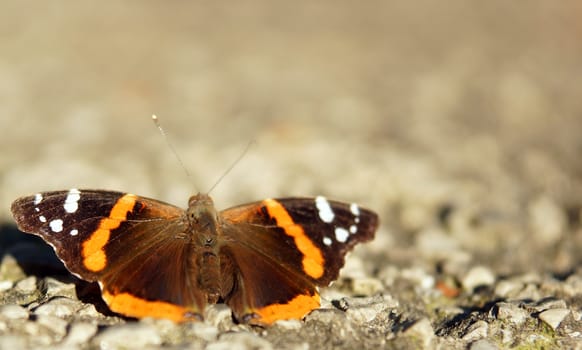 An orange and brown butterfly on the ground